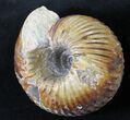 Cadoceras Ammonite - Gloucestershire, England #23243-1